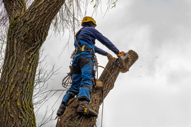 How Our Tree Care Process Works  in  Callahan, FL