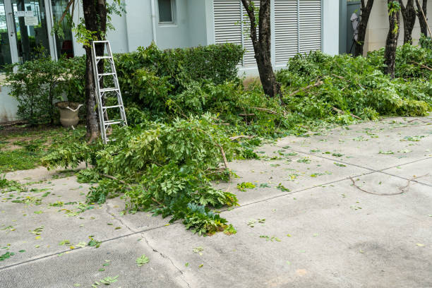 Best Lawn Disease Treatment  in Callahan, FL