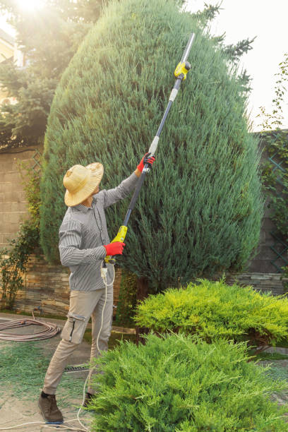 Best Tree Removal  in Callahan, FL
